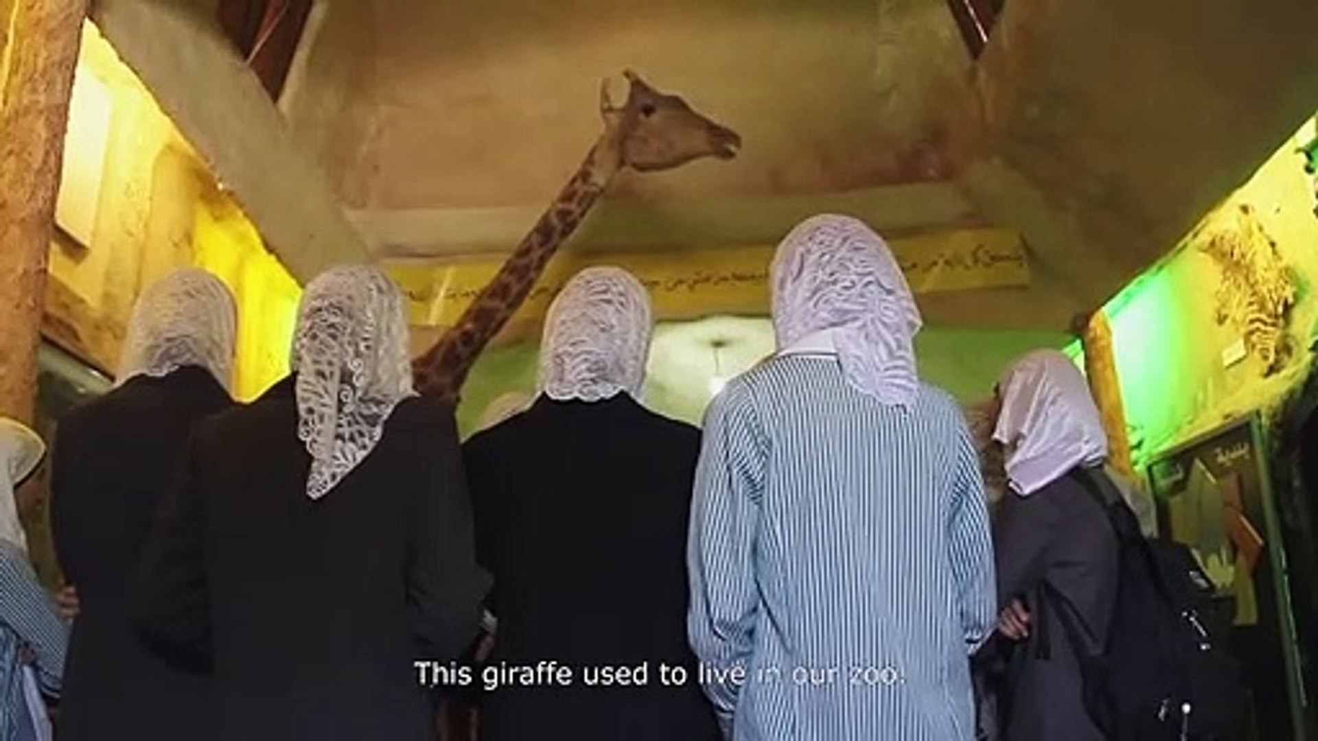 Waiting for giraffes (Trailer HD)