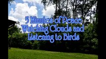 5 Minutes of Peace - Watching Clouds & Listening to Birds