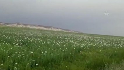 Başkentte 148 bin 200 kök haşhaş bitkisi imha edildi