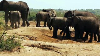 A large herd of Elephants try to stay cool along an African riverbank