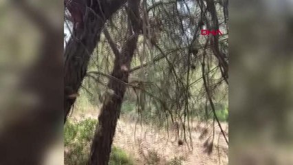 KENDİNİ AĞACA ASAN İTFAİYECİYİ İPTEN ALAN TEĞMEN: TEŞKİLATIM ADINA GURUR DUYDUM