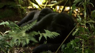 Two Gorillas sleep in the Jungle