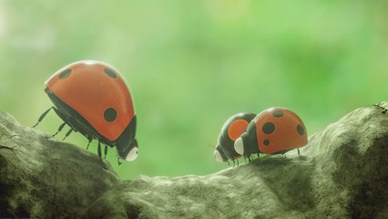 Minuscule - Mandibles From Far Away (Trailer HD)