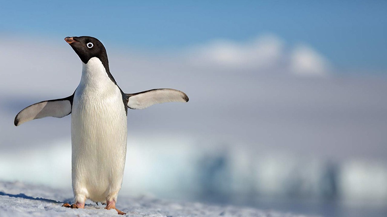 Penguins (Trailer HD)