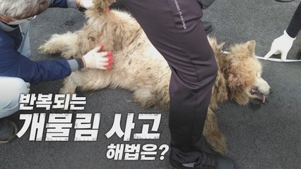 [나이트포커스] 반복되는 개물림 사고...해법은? / YTN