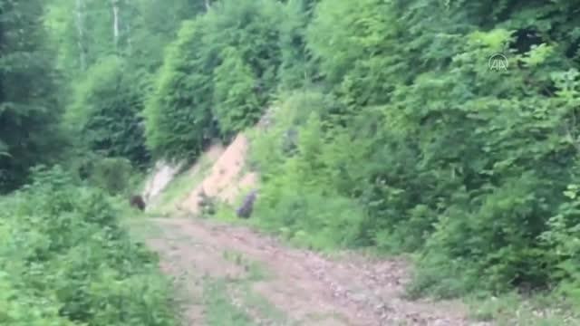 Kastamonu'da ormanlık alandaki ayı cep telefonu kamerasıyla görüntülendi