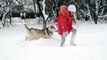 Young girl playing with Siberian husky malamute dog on the snow outdoors in winter 2021