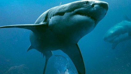 47 metri - Uncaged (Trailer HD)