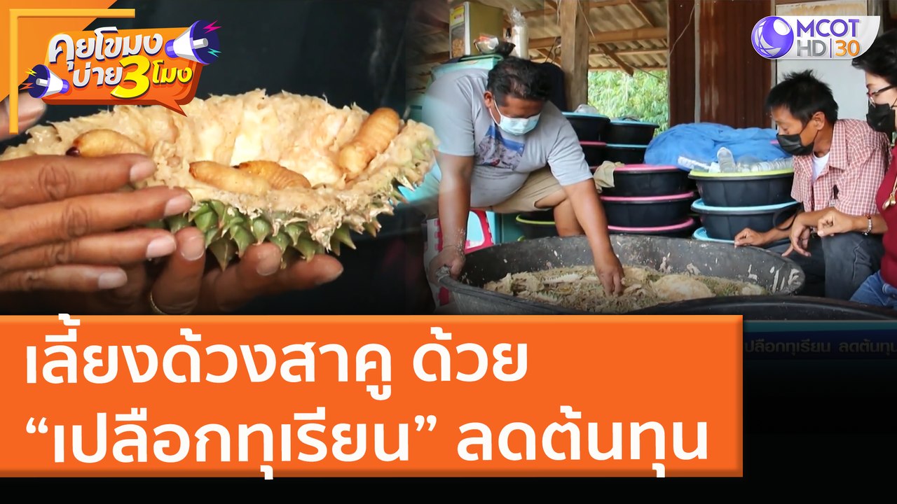 เลี้ยงด้วงสาคู ด้วย “เปลือกทุเรียน” ลดต้นทุน (2...