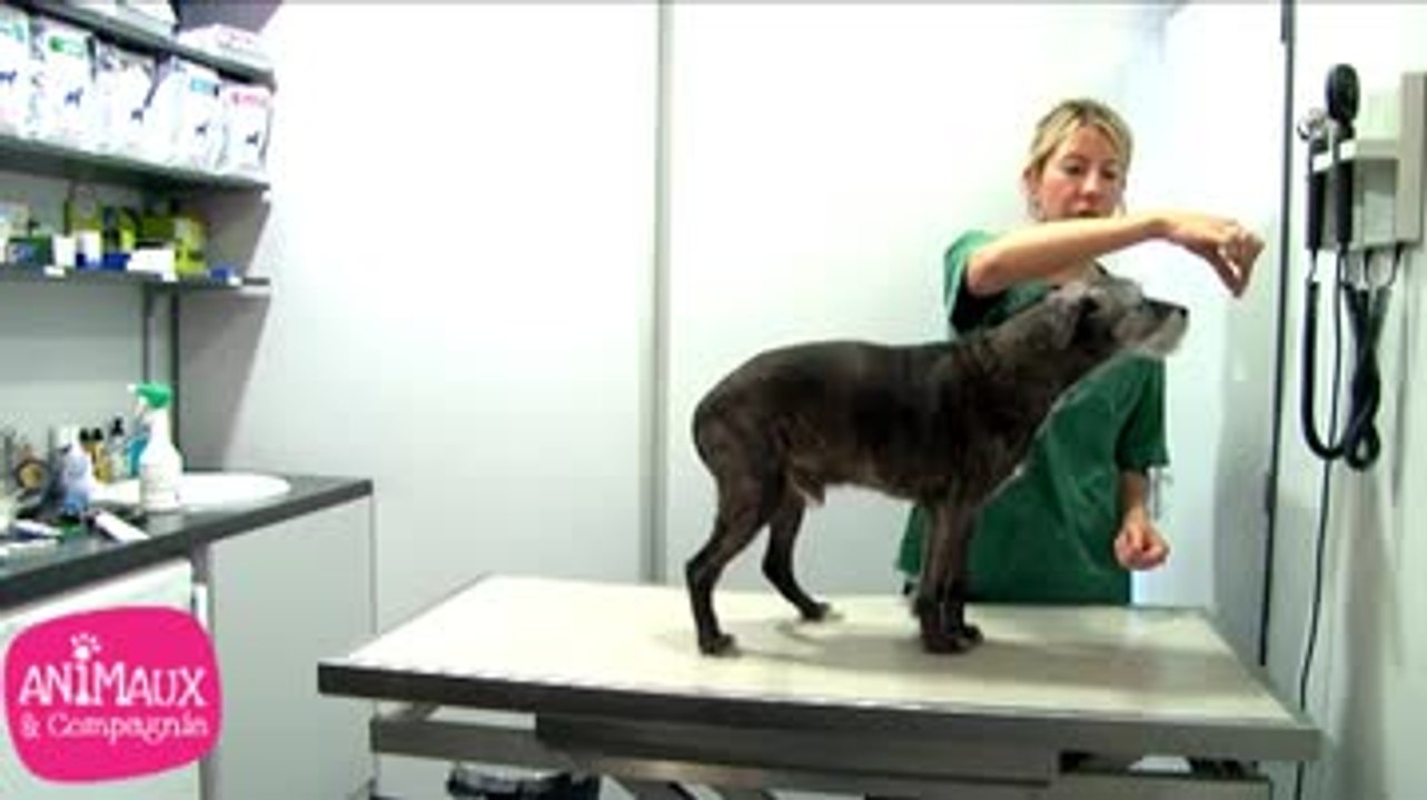 Comment apprendre l’ordre « assis » à votre chien