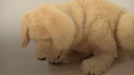 Biscuit le chien robot