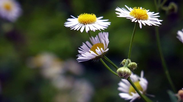 Soothing Relaxation Beautiful Relaxing Music sleeping stress relief Soulful Meditation