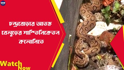 চন্দ্রবোড়ার আতঙ্কে হুলুস্থুল বেলুড়ের শান্তিনিকেতন কলোনিতে | Oneindia Bengali