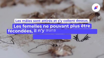 Comment se débarrasser des mites alimentaires