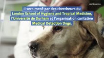 Des chiens renifleurs de covid-19 testés au Royaume-Uni