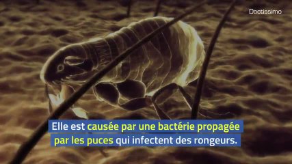 Un cas de peste bubonique en Mongolie intérieure confirmé par des responsables chinois