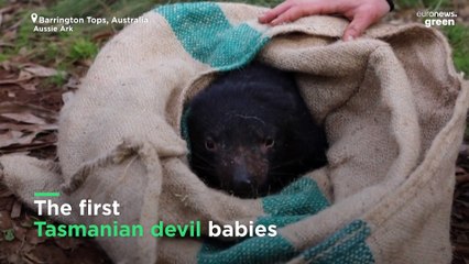 First Tasmanian devil babies born on mainland Australia in 3,000 years