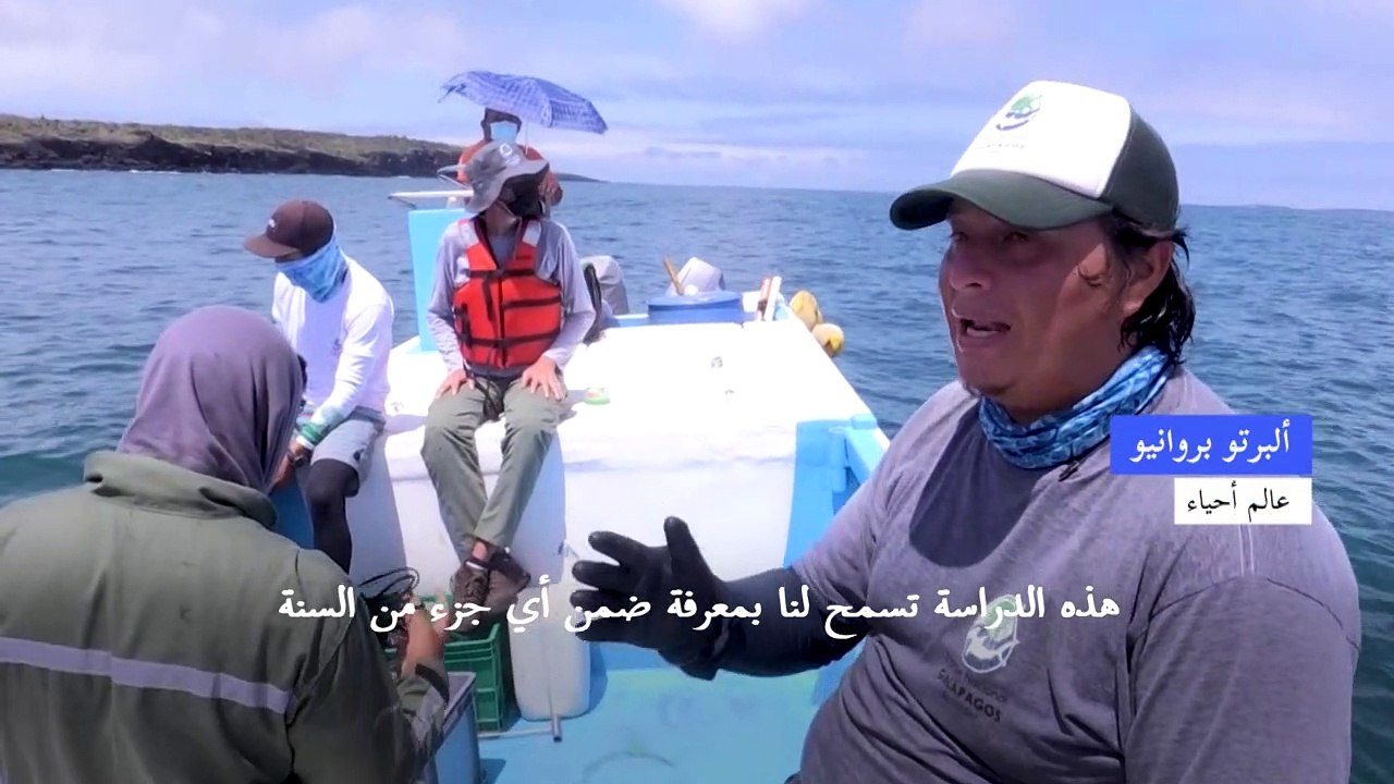 صيد أسماك القرش وسباق مع السلاحف للحفاظ على الأ...