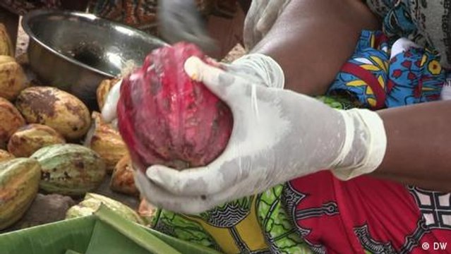 Ivory Coast: Taking cocoa production into their own hands