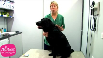 Comment vermifuger votre chien