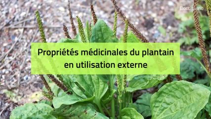 Phytothérapie - Plantain