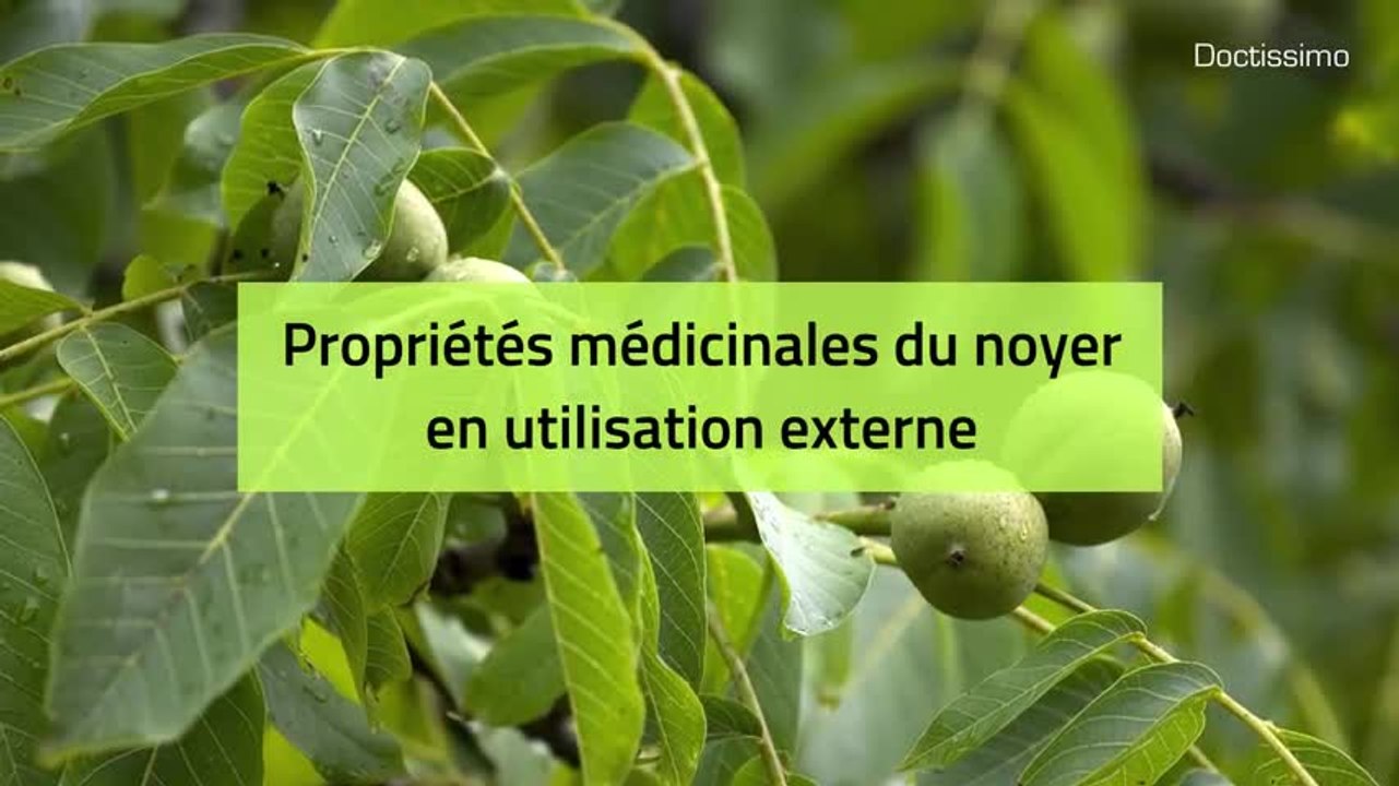 Phytothérapie - Noyer