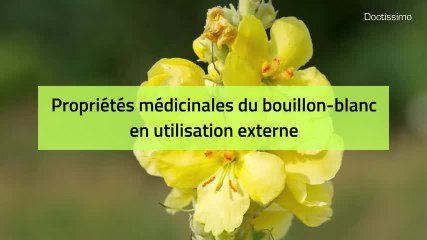 Phytothérapie - Bouillon-blanc