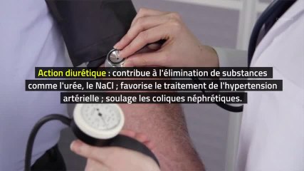 Phytothérapie - Orthosiphon