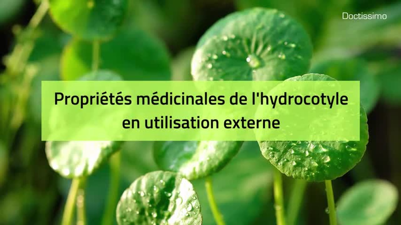 Phytothérapie - Hydrocotyle