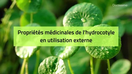 Phytothérapie - Hydrocotyle