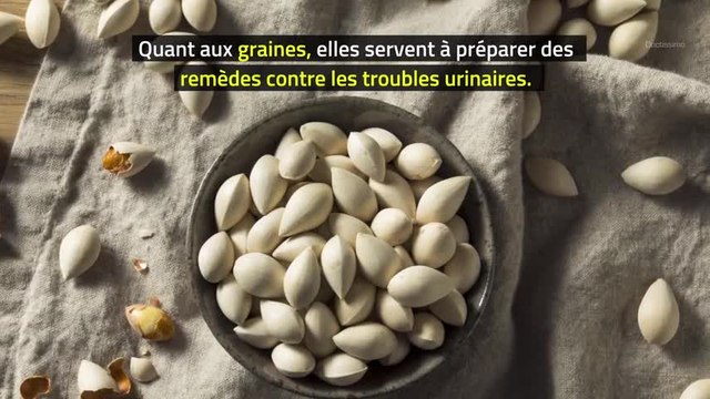 Phytothérapie - Ginkgo biloba