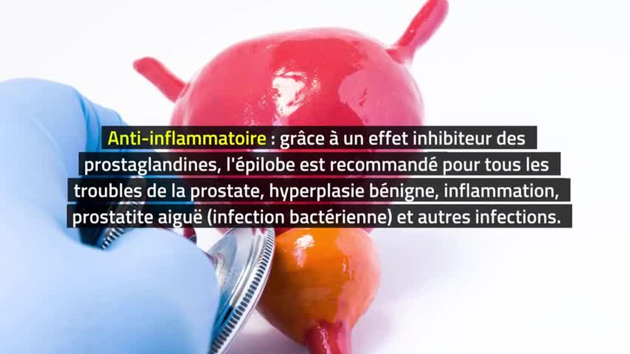 Phytothérapie - Épilobe
