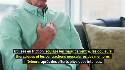 Phytothérapie - Armoise