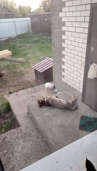 Sneaky Stray Cat Gets Caught Stealing Dog's Food