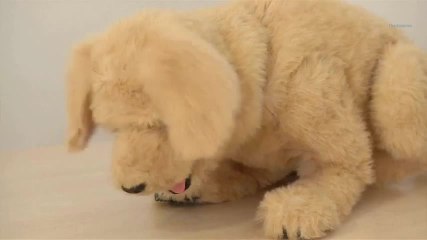 Les girafes bientôt en voie d’extinction