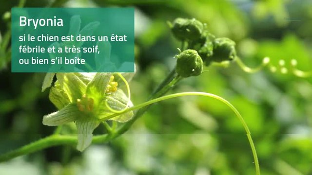 Homéopathie - Chien