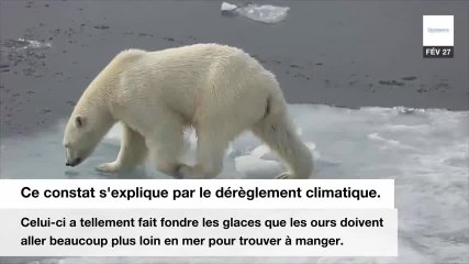 Descargar video: Pourquoi vos enfants ne connaîtront pas les ours polaires