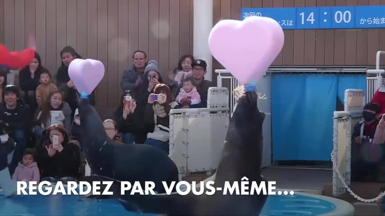 Le zoo de Tokyo nous offre un spectacle craquant pour la Saint-Valentin