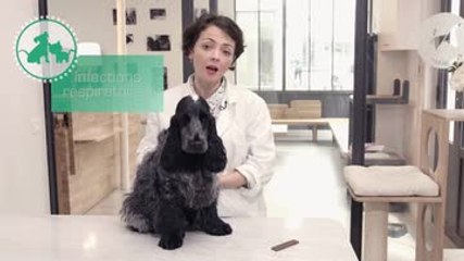 La maladie de carré chez le chien