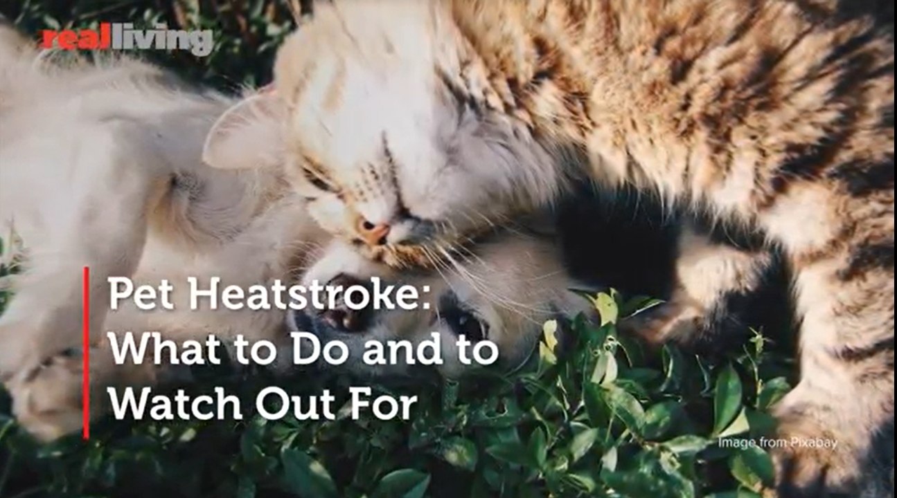 Pet Heatstroke- What to Do and to Watch Out For