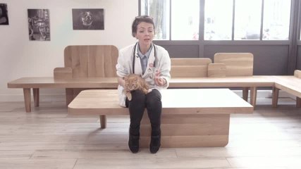 La castration du chat