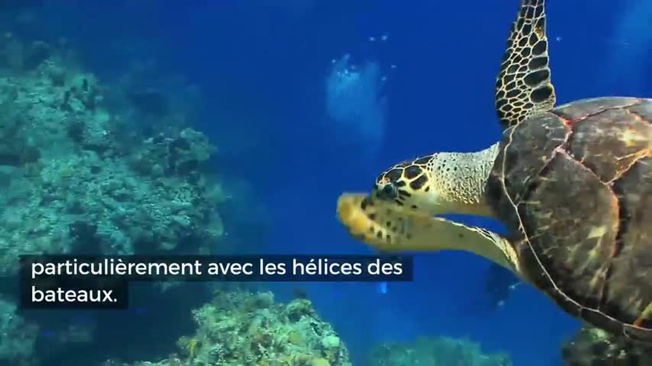 Du miel pour soigner les tortues de mer