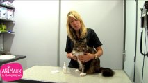 Comment nettoyer les oreilles de votre chat