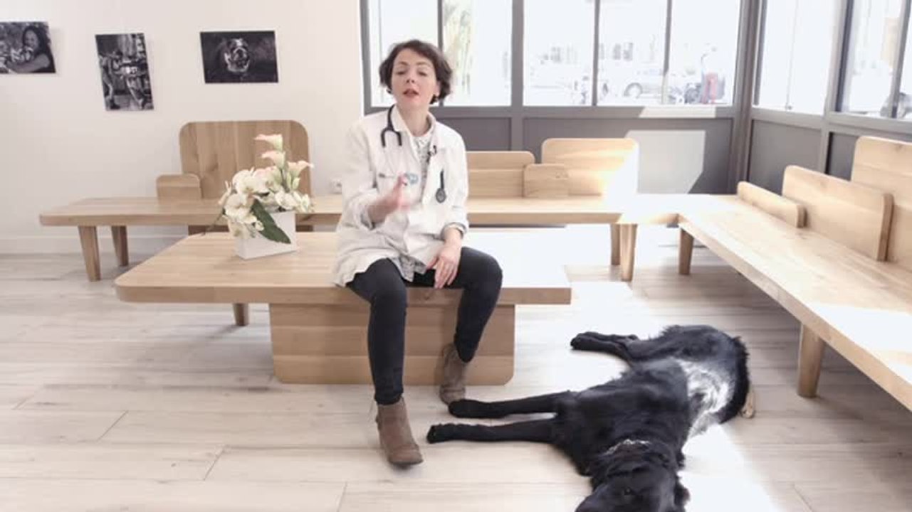 La maladie de Lyme chez le chien