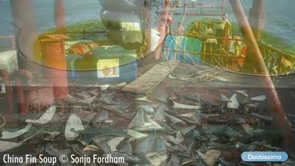 Le requin, une espèce en voie d’extinction