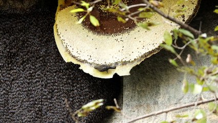 Yellow-rumped Honeyguide on Beehive