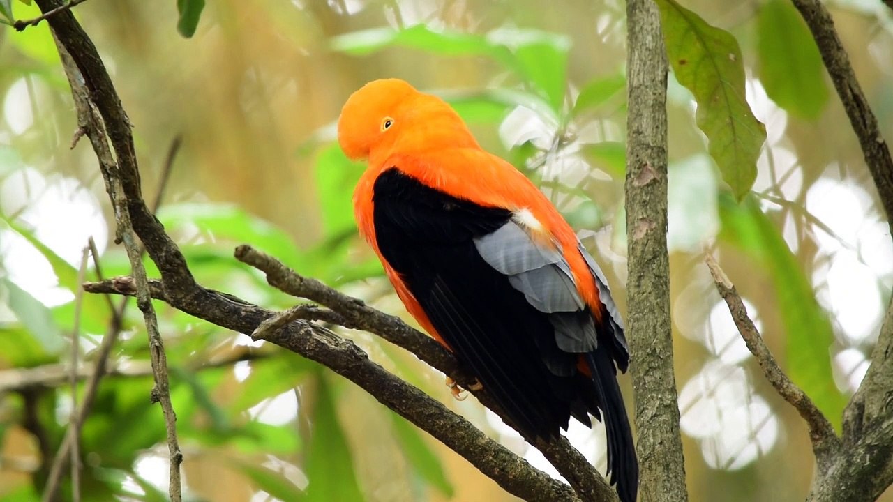 /Beautiful Birds//Birds/Colorful Birds//