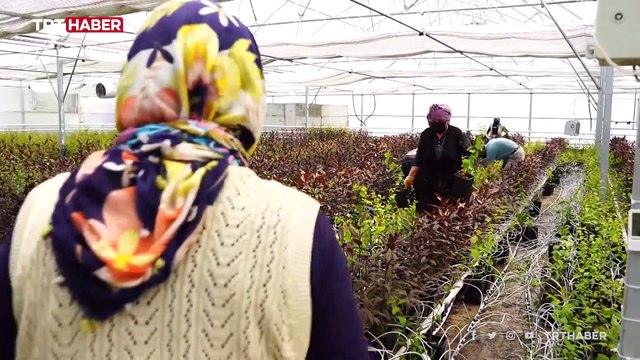 Modern seralarda topraksız tarım yöntemiyle fidan üretiliyor