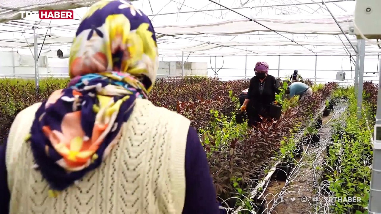 Modern seralarda topraksız tarım yöntemiyle fidan üretiliyor
