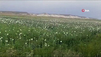 Ankara’da ekiminin izinsiz yapıldığı tespit edilen 148 bin 200 kök haşhaş bitkisi imha edildi
